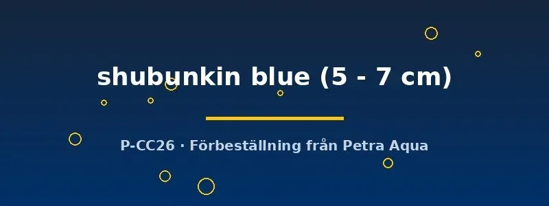 Näsets Ciklidhobby Shubunkin blue 5–7 cm dammfisk
