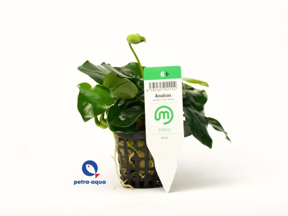 Näsets Ciklidhobby Anubias nana Easy XXL akvarieväxt stor