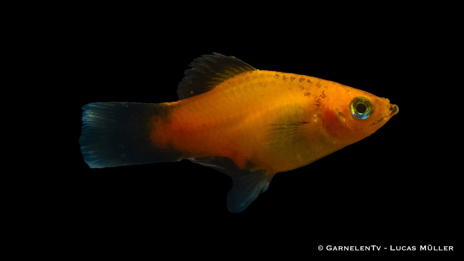 Garnelen TV Deutschland Platy Xiphophorus maculatus platy