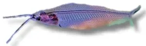 Kryptopterus bicirrhis glasmal akvariefisk 6–7 cm stimfisk