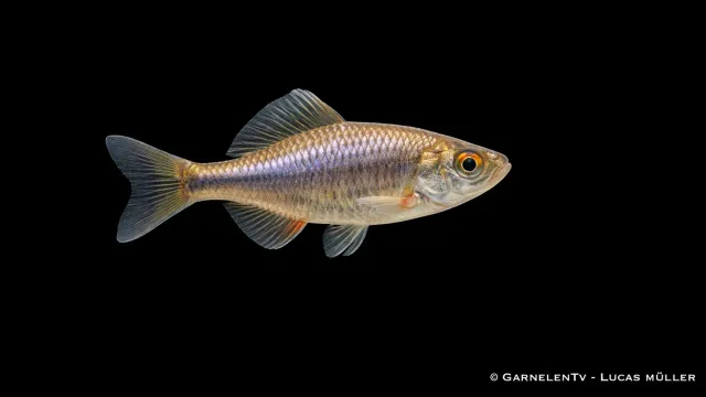 Garnelen TV Bitterling kallvattenfisk stim 80 cm