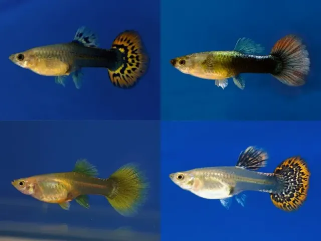 Näsets Guppy Female Mix Poecilia guppyhona 3–4 cm