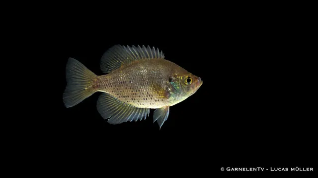 Garnelen TV Centrarchus macropterus påfågelabborre akvariefisk