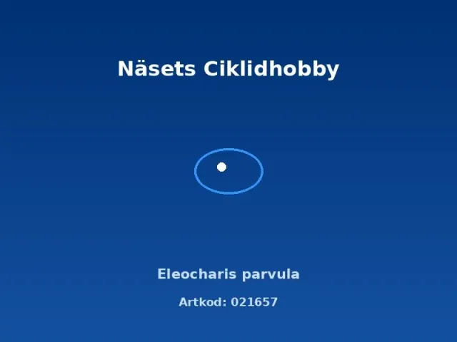 Näsets Ciklidhobby Eleocharis parvula akvarieväxt nålgräs