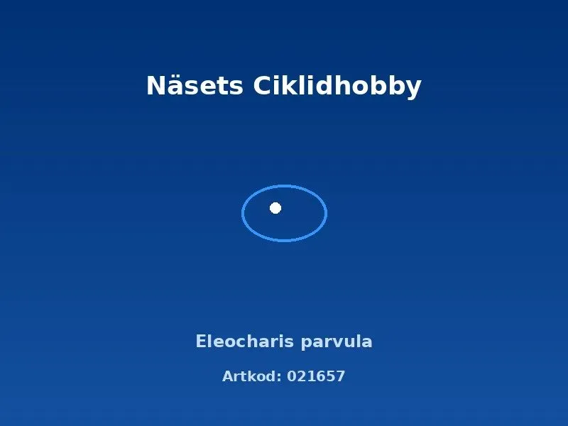 Näsets Ciklidhobby Eleocharis parvula akvarieväxt nålgräs