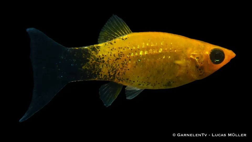Garnelen TV Molly Goldstaub Lyra akvariefisk Poecilia sphenops