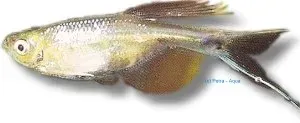 Näsets Ciklidhobby Swordtail Characin tetrafisk 3 cm Corynopoma
