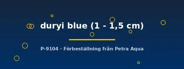 Näsets Ciklidhobby Planorbella duryi blue snäcka 1–1,5 cm algätande