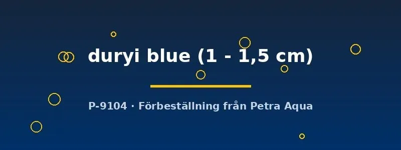 Näsets Ciklidhobby Planorbella duryi blue snäcka 1–1,5 cm algätande
