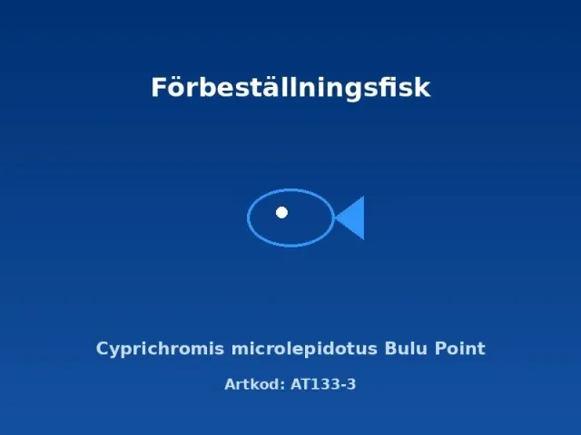 Näsets Ciklidhobby Cyprichromis Bulu Point ciklid 6-7cm