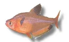 Näsets Ciklidhobby Serpae callistus tetra 2,5–3 cm stimfisk