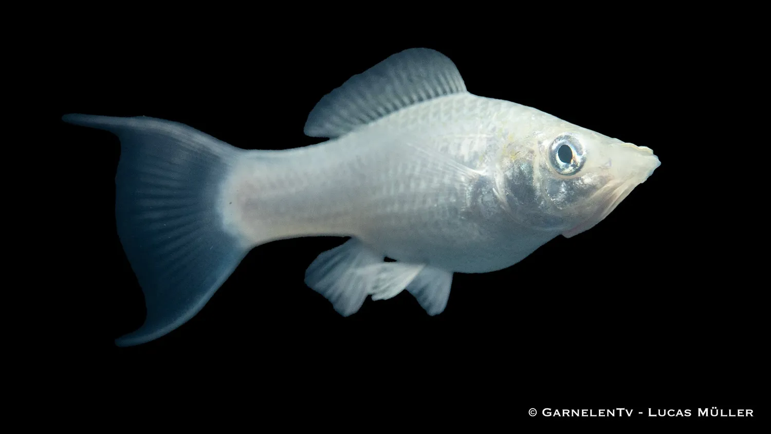 Garnelen TV Molly silver lyra akvariefisk Poecilia sphenops hårt vatten