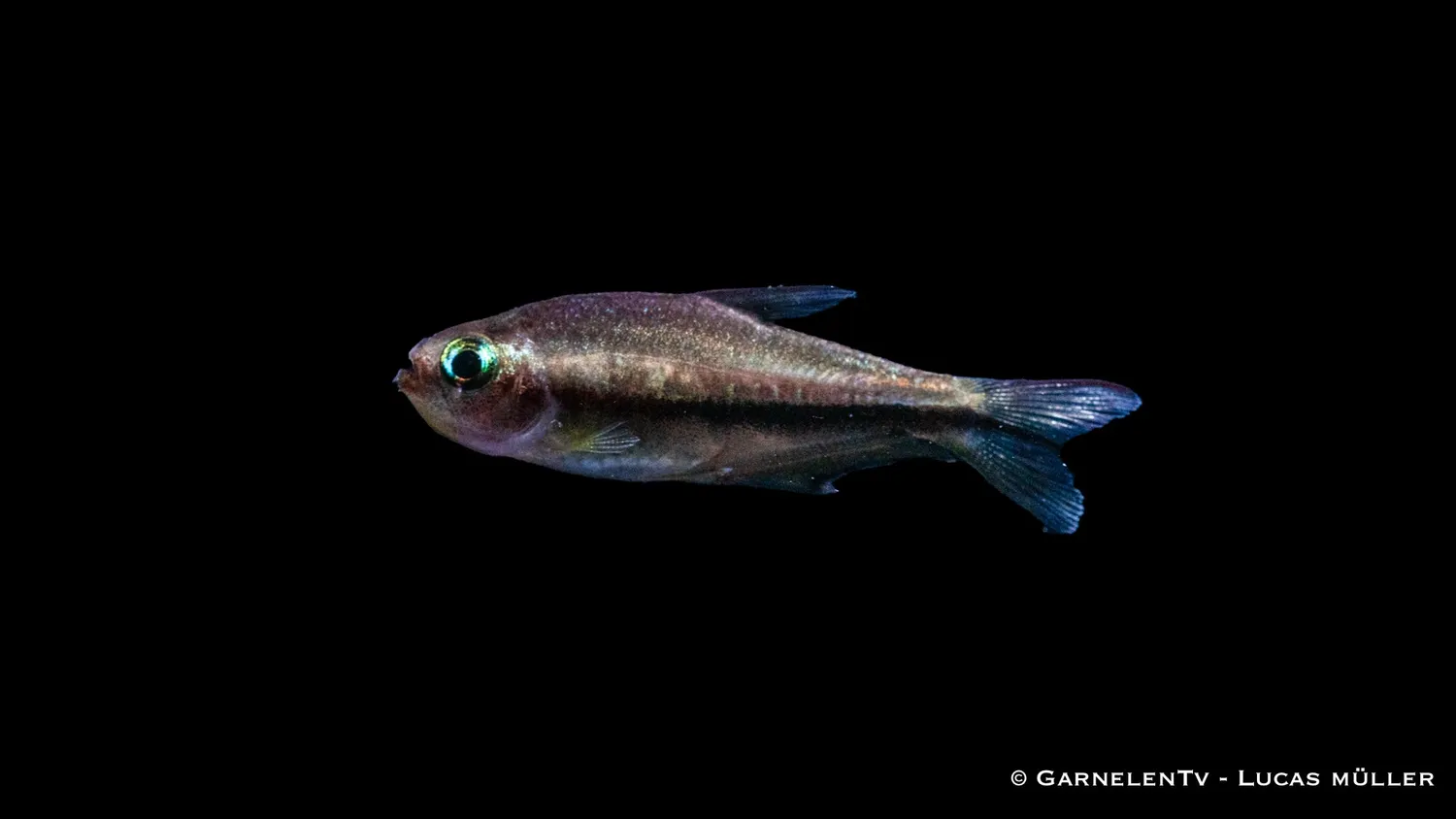 Garnelen TV Regnbågstetra Nematobrycon lacortei stimfisk
