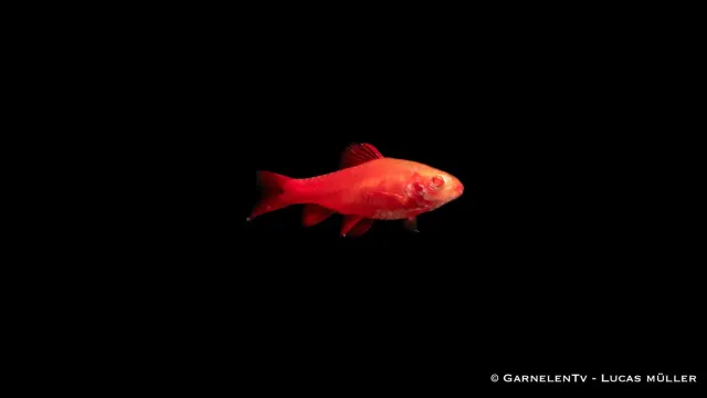Garnelen TV Bitterlingsbarb Albino Fire Red akvariefisk 4–5 cm