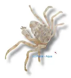 Näsets Ciklidhobby Limnopilos naiyanetri krabba M