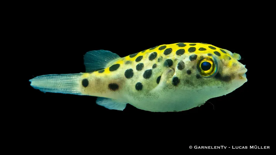Garnelen TV grön kulfisk akvariefisk brackvatten