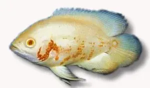 Näsets Oscar albino ciklid 5–6 cm storvuxen