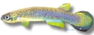 Näsets Ciklidhobby Rivulus santensis akvariefisk 3–4 cm killifisk