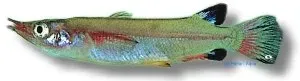 Nomorhamphus celebensis Celebes Halfbeak 3,5–5 cm