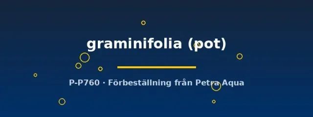 Utricularia graminifolia förgrundsväxt pot
