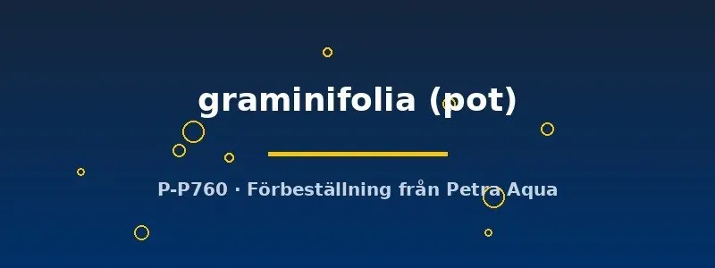 Utricularia graminifolia förgrundsväxt pot