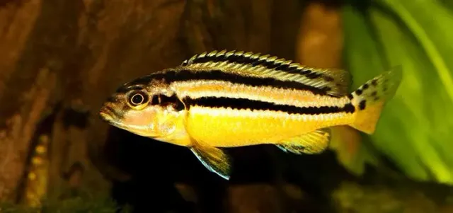 Näsets Ciklidhobby Melanochromis auratus ciklid 5–7 cm mbuna