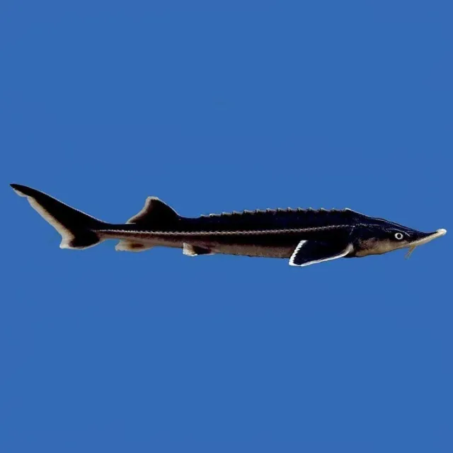 Näsets Ciklidhobby Acipenser ruthenus Sterlett stör 20-25 cm