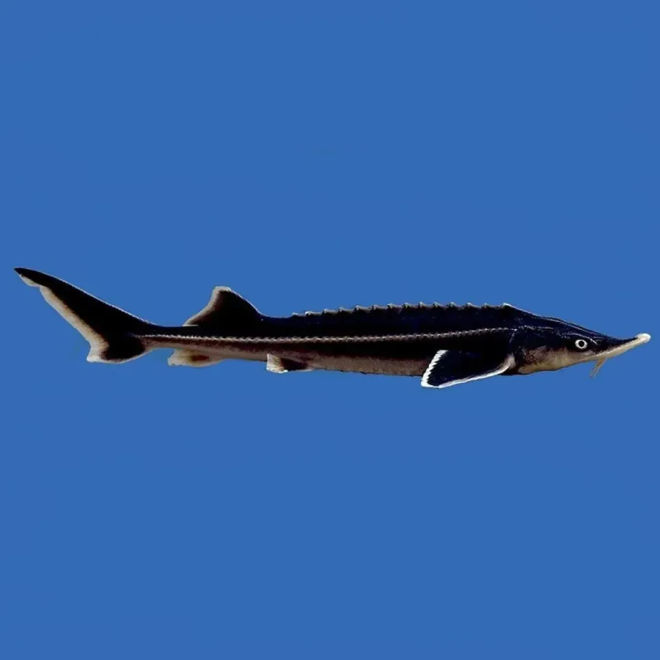 Näsets Ciklidhobby Acipenser ruthenus Sterlett stör 20-25 cm