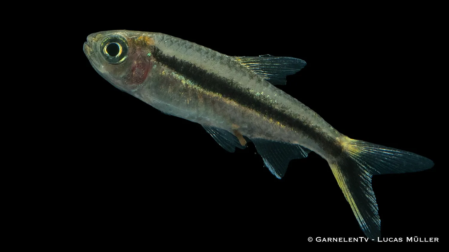 Garnelen TV snedtetra Thayeria boehlkei stimfisk