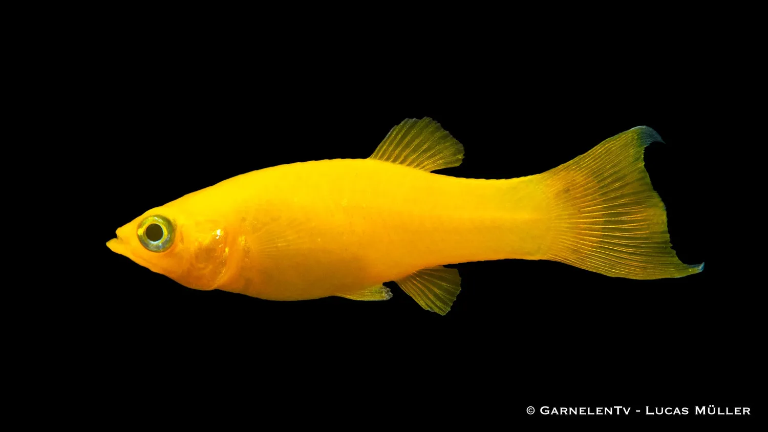 Garnelen TV Gold Molly Poecilia sphenops akvariefisk gul