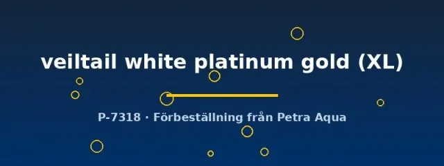 Näsets Ciklidhobby Betta veiltail white platinum gold XL hane