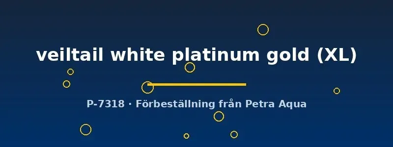 Näsets Ciklidhobby Betta veiltail white platinum gold XL hane