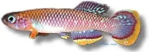 Näsets Ciklidhobby Cinnamon Killie akvariefisk 3–4 cm