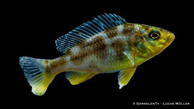 Garnelen TV Giraffenbarsch ciklid Nimbochromis venustus 4 cm