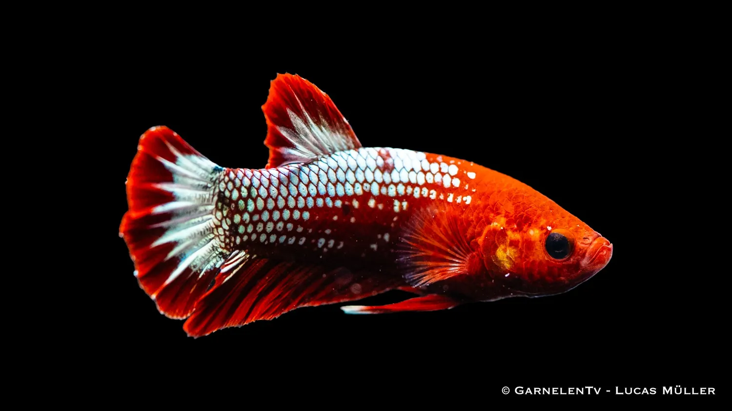 Garnelen TV Plakat Koi Hellboy kampfisk Betta splendens