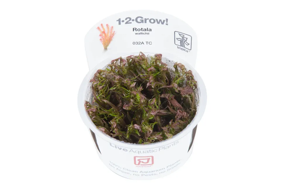 Akvarievalvet Rotala wallichii akvarieväxt röd