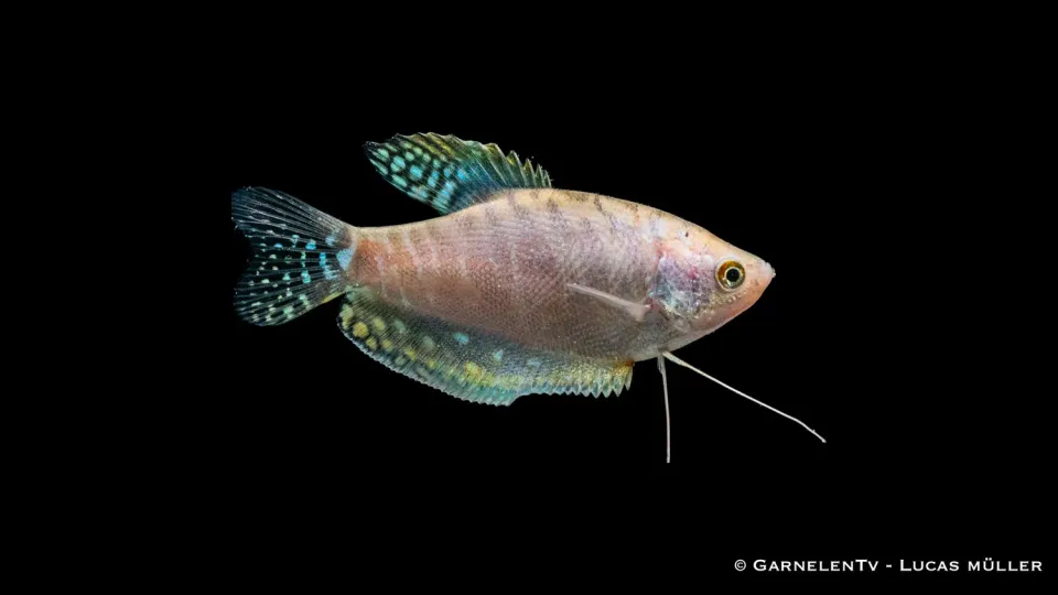 Garnelen TV Prickig Opal Trichogaster trichopterus trådgurami