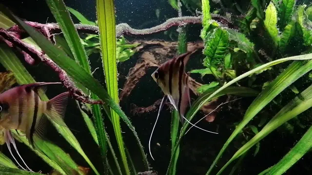 Näsets Ciklidhobby Pterophyllum leopoldi Rio Demini skalare 4 cm
