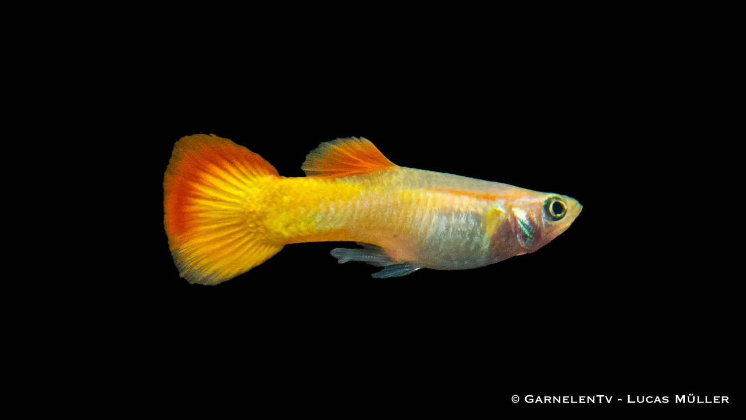 Garnelen TV Flame guppy hane 3–4 cm nybörjarfisk