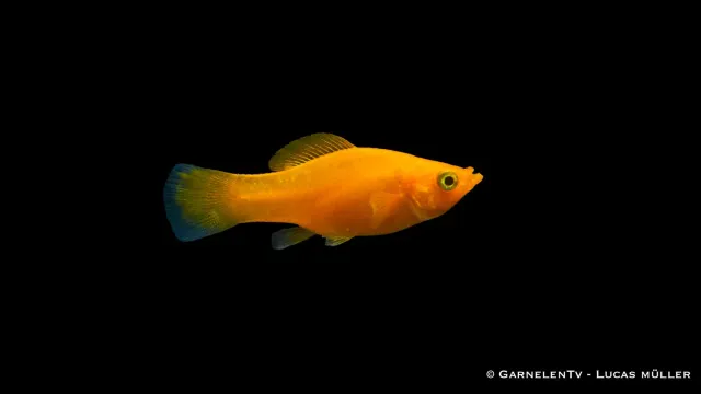 Garnelen TV Molly Saffron molly akvariefisk fredlig stim