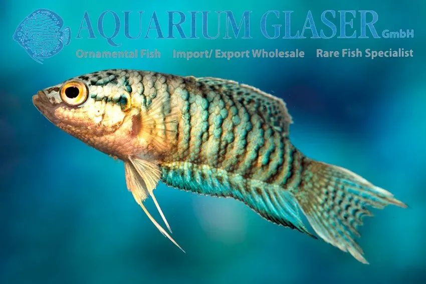 Näsets Ciklidhobby Macropodus Snakeskin paradisfisk 3–4 cm