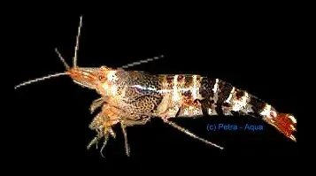 Näsets Ciklidhobby Caridina cantonensis serrata räka 2–2,5 cm