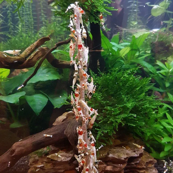 Shrimp Lolly Algae Vegetable räkfoder 10-pack