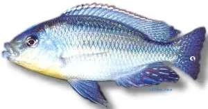 Haplochromis euchilus ciklid 4-5 cm Big-Lipped