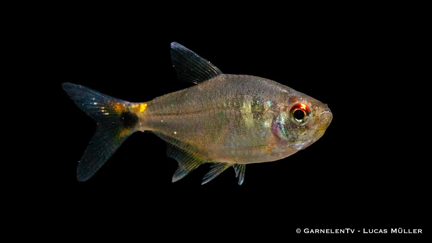 Garnelen TV Laternenträger Hemigrammus ocellifer stimfisk