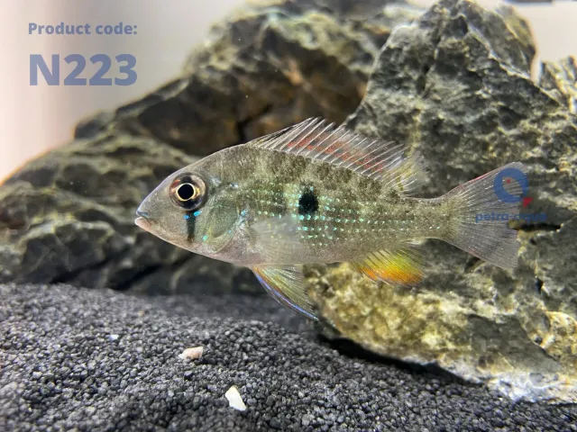 Näsets Ciklidhobby Acarichthys heckeli ciklid 5–6 cm lugn