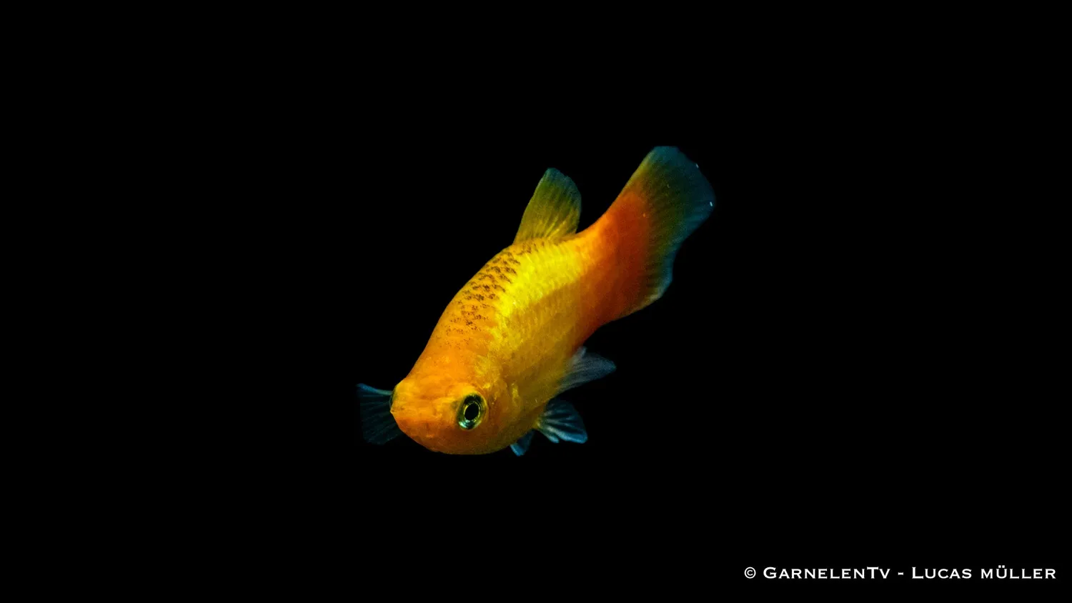 Garnelen TV Platy Gold glödljus 5-7cm sällskap