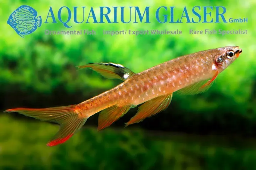 Näsets Ciklidhobby Copella arnoldi tetra 3–3,5 cm hoppare