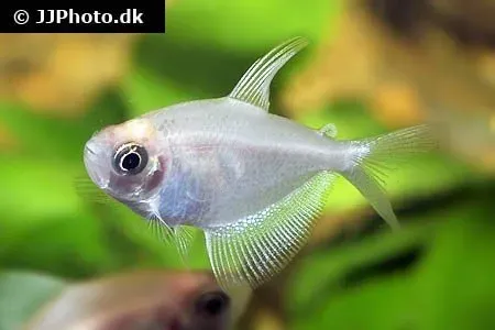Näsets Ciklidhobby Sorgmanteltetra Guld akvariefisk 2,5-3 cm