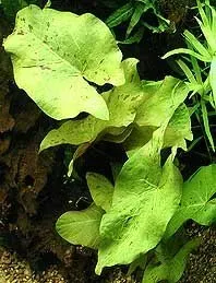 Näsets Ciklidhobby Nymphaea Zenkeri Green akvarieväxt pot